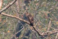 Spot-bellied Eagle-Owl Ketupa nipalensis nipalensis