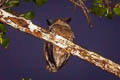 Spot-bellied Eagle-Owl Ketupa nipalensis nipalensis