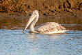 Spot-billed Pelican Pelecanus philippensis