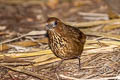 Spot-breasted Laughingthrush Garrulax merulinus laoensis