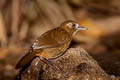 Spot-breasted Laughingthrush Garrulax merulinus laoensis