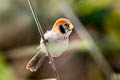 Spot-breasted Parrotbill Paradoxornis guttaticollis