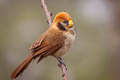 Spot-breasted Parrotbill Paradoxornis guttaticollis