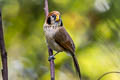 Spot-breasted Parrotbill Paradoxornis guttaticollis