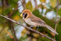 Spot-breasted Parrotbill Paradoxornis guttaticollis