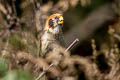 Spot-breasted Parrotbill Paradoxornis guttaticollis