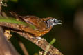 Spot-necked Babbler Stachyris strialata guttata