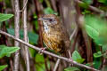 Spot-throated Babbler Pellorneum albiventre cinnamomeum