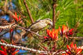 Spot-winged Grosbeak