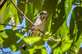 Spot-winged Grosbeak