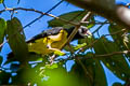 Spot-winged Grosbeak