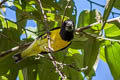 Spot-winged Grosbeak