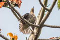 Spot-winged Starling Saroglossa spilopterus