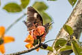 Spot-winged Starling Saroglossa spilopterus