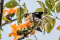 Spot-winged Starling Saroglossa spilopterus