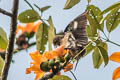 Spot-winged Starling Saroglossa spilopterus