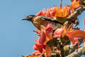 Spot-winged Starling Saroglossa spilopterus