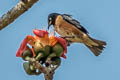 Spot-winged Starling Saroglossa spilopterus