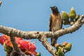 Spot-winged Starling Saroglossa spilopterus