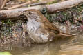 Spotted Bush Warbler Locustella thoracica