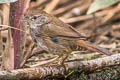 Spotted Bush Warbler Locustella thoracica