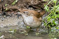 Spotted Bush Warbler Locustella thoracica