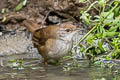 Spotted Bush Warbler Locustella thoracica