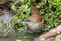 Spotted Bush Warbler Locustella thoracica