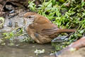 Spotted Bush Warbler Locustella thoracica