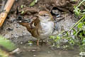 Spotted Bush Warbler Locustella thoracica