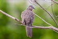 Spotted Dove Spilopelia chinensis tigrina