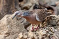 Spotted Dove Spilopelia chinensis tigrina