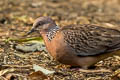 Spotted Dove Spilopelia chinensis tigrina