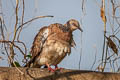 Spotted Dove Spilopelia chinensis tigrina