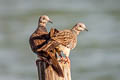 Spotted Dove Spilopelia chinensis tigrina