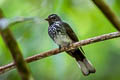 Spotted Fantail Rhipidura perlata