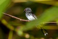 Spotted Fantail Rhipidura perlata