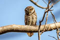 Spotted Owlet Athene brama mayri