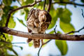 Spotted Owlet Athene brama mayri
