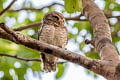 Spotted Owlet Athene brama mayri