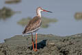 Spotted Redshank Tringa erythropus