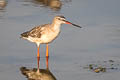 Spotted Redshank Tringa erythropus