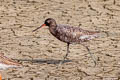 Spotted Redshank Tringa erythropus