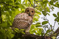 Spotted Wood Owl Strix selaputo selaputo