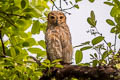 Spotted Wood Owl Strix selaputo selaputo