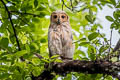 Spotted Wood Owl Strix selaputo selaputo