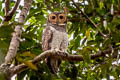 Spotted Wood Owl Strix selaputo selaputo