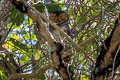 Spotted Wood Owl Strix selaputo selaputo