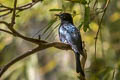 Square-tailed Drongo-Cuckoo Surniculus lugubris barussarum