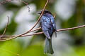 Square-tailed Drongo-Cuckoo Surniculus lugubris brachyurus